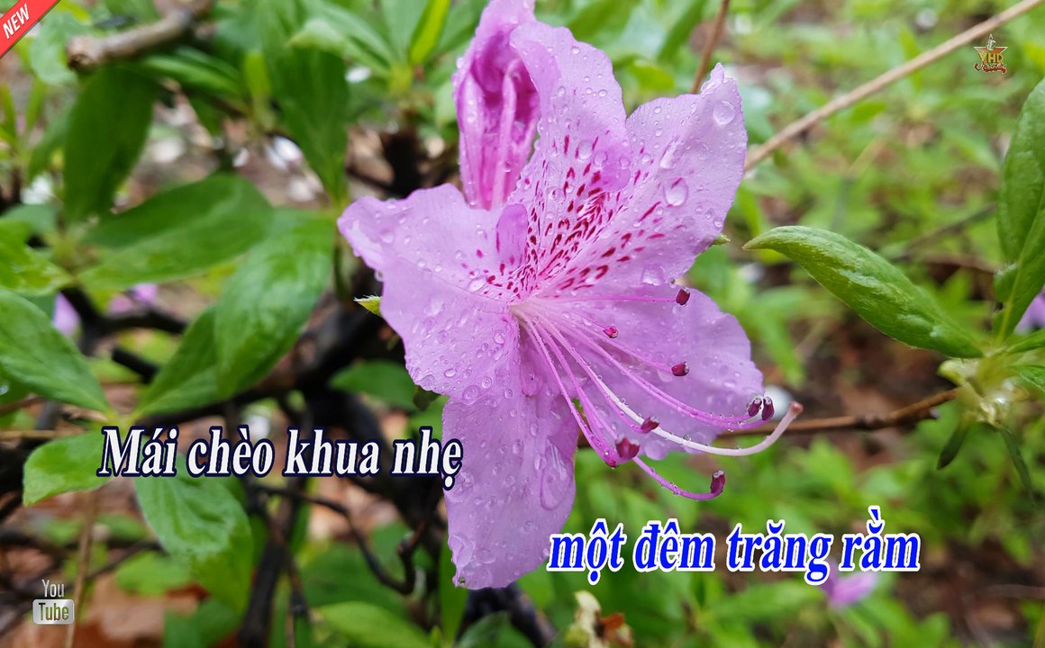 KARAOKE Đi Trên Sông Vàm,Dòng Sông và Tiếng Hát ,Nhạc VHD