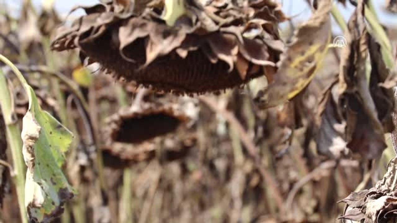 Çukurova'da Yağlık Ayçiçeği Hasadı Başladı - Osmaniye