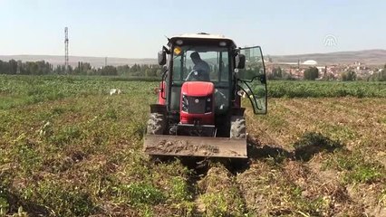 Afyonkarahisar'da Yazlık Patates Hasadına Başlandı
