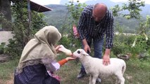 Kuzu 'Lokum'a evde bebek gibi bakım - ORDU