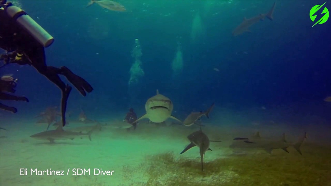 Pas touche au plongeur !