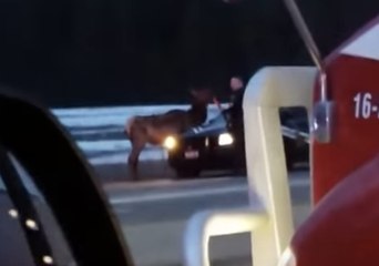 Idaho Police Deal with Elk on Highway