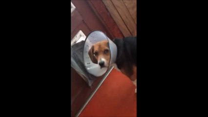 "Mais pourquoi tu m'as mis ce truc ???" Pauvre chien