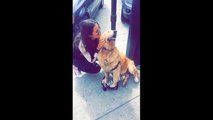 Dog Catches It's Owner Cheating