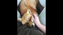 Pet Fox Cuddling With Her Owner