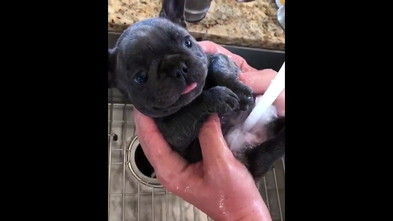 Bath time for little puppy
