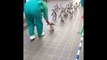 Penguins Waddling