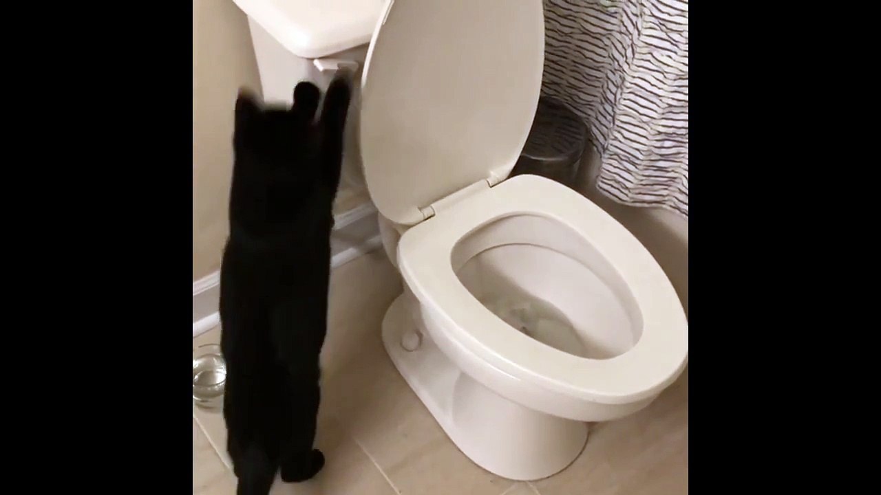 Cat Flushing A Toilet video Dailymotion