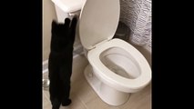 Cat Flushing A Toilet