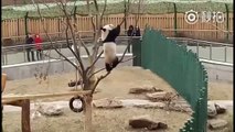 How pandas got to be endangered