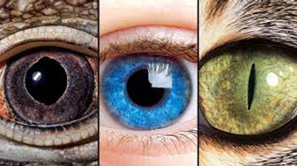 TEN SEKRET skrywają TWOJE OCZY - EUREKA