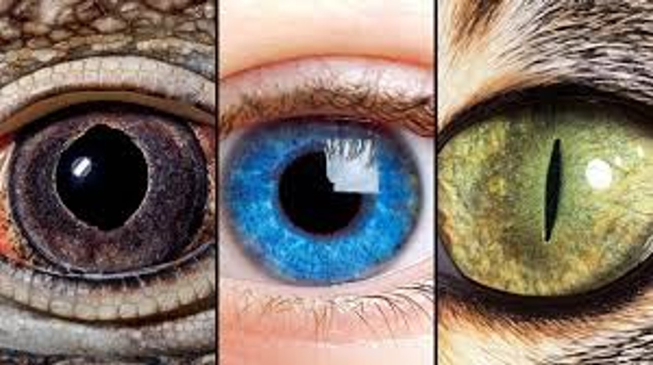 TEN SEKRET skrywają TWOJE OCZY - EUREKA