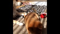 Shiba Inu Tries The Snoot Challenge Dailymotion Video