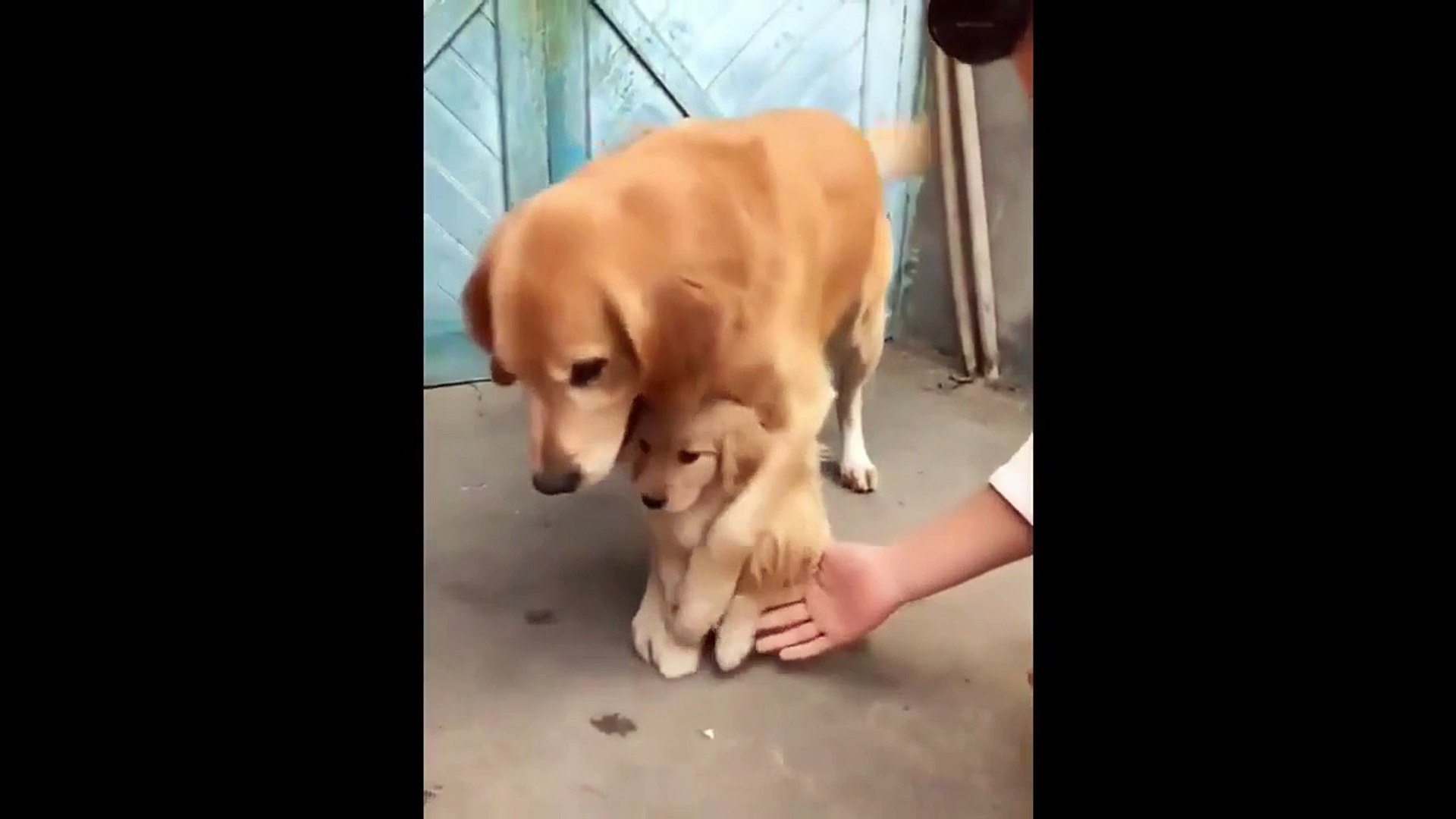golden retriever protecting baby