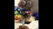 Cat Hates Birthdays - When you hate your birthday