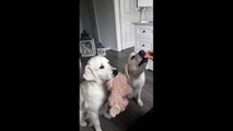 Dogs Hold Teddy For Each Other So They Can Have Treats