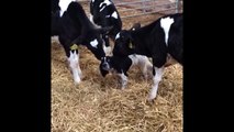 Herd Of Cows Mistake Puppy For Calf - These cows thought this pup was their calf