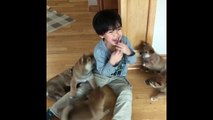 Baby Shiba Army Attack Little Boy With Cuteness