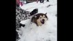 Giant Alaskan Malamute Chilling In The Snow - Definition Of A Snowdog - Dog gets buried in snow