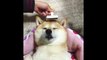 The Most Relaxed Dog Ever- Shiba Inu relaxing while getting his hair brushed