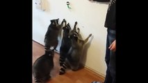Who's gonna get it? Raccoons jumping around trying to reach toy ball