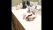 French Bulldog falls asleep in bathroom sink