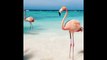 Flamingo Beach, Aruba