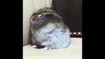 Little Hamster Squishing His Head In Slow Motion