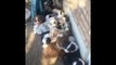 Aussie Puppy Nap - 18 puppies getting woken up from their nap