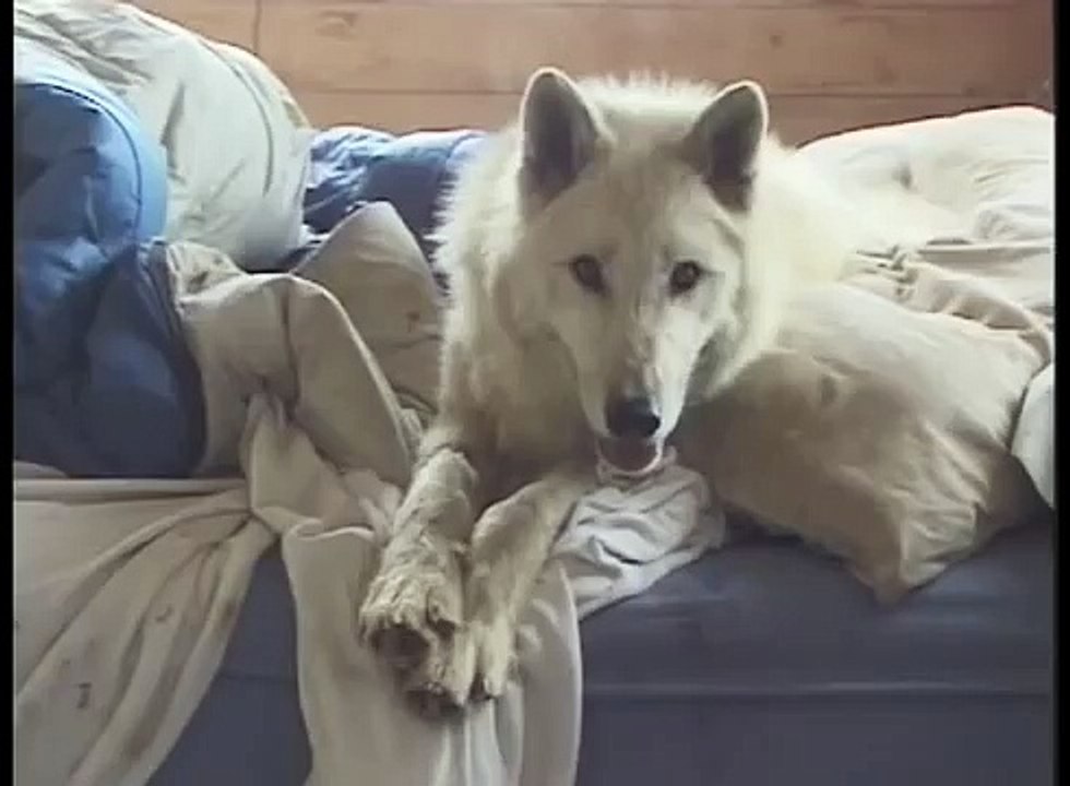 Arctic Wolf Mariah aka Piddle Paddle