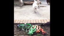 Pack Of Terrifying Husky Pups - Just a pack of terrifying husky pups