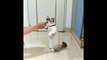 Cat Gives High 5s For Treats - Just a cat giving high 5s for treats