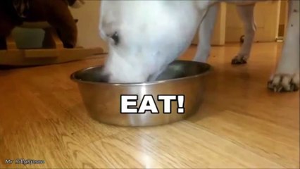 A DOGS LIFE SUMMED UP!