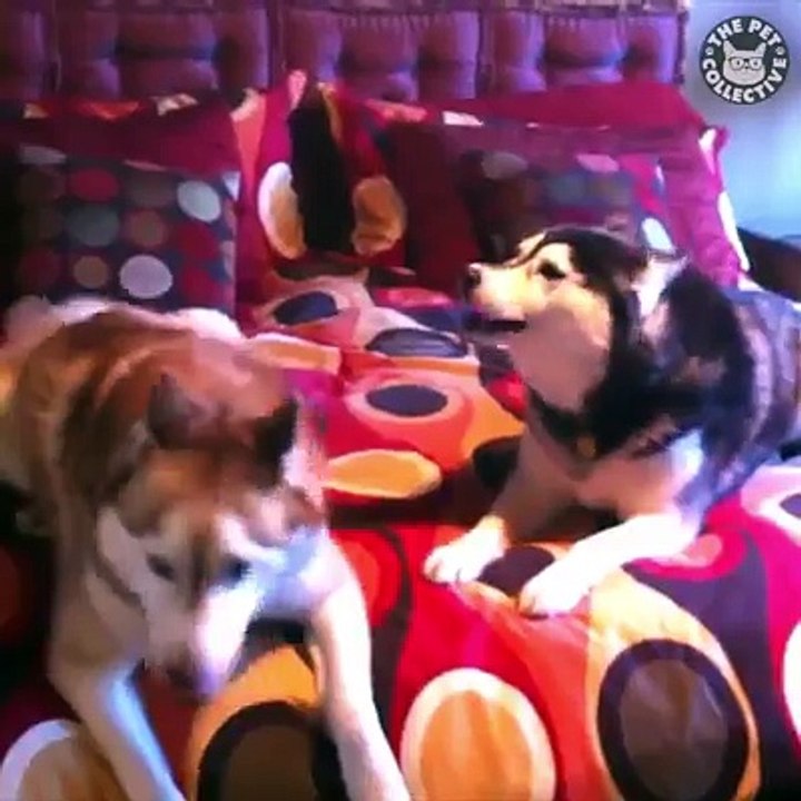 I NEED A HUSKY ❤️
