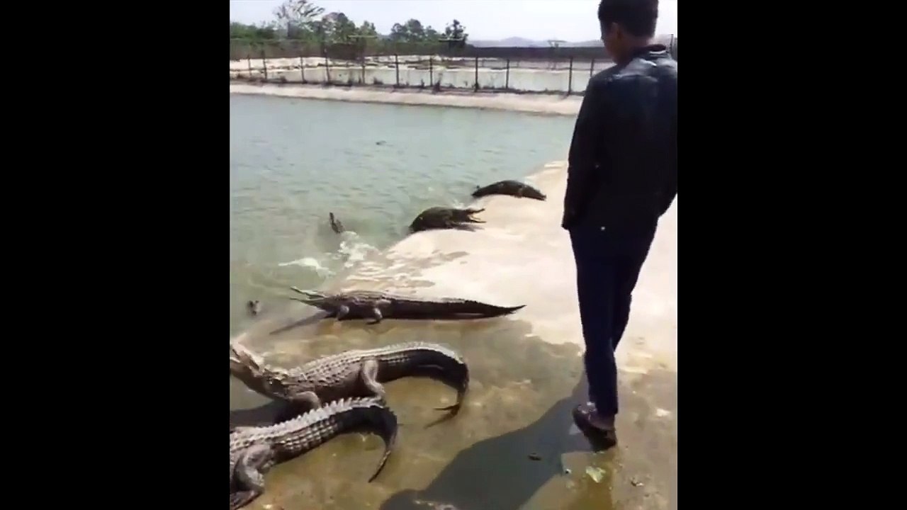 Alligator tries to steal guys slipper