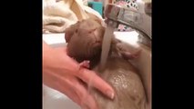 Guinea Pig Has A Bath - Just a guinea pig enjoying his bath