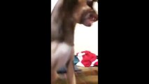 How To Calm Your Angry Girlfriend - Angry Dog Calms Down After Owner Kisses Him