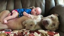 Dad Defends Letting His 1-Year-Old Son Nap and Cuddle With Huge Pit Bull