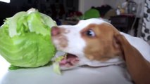 Clumsy Puppy Steals Lettuce: Cute Puppy Potpie & Funny Dog Maymo