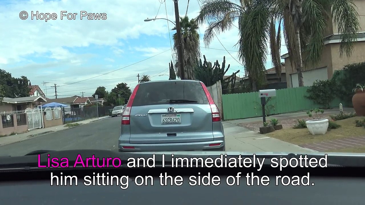 Abandoned dog gets hit by a car and then tries to escape from rescuers!