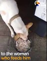 Stray Dog Brings Gifts To Woman Who Feeds Him | The Dodo