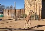 Giraffe Calf Has Fun Playing in the Sun at Abilene Zoo