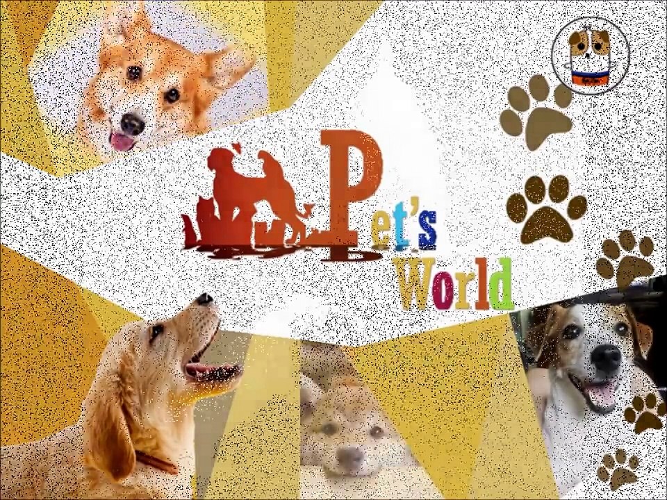 Funny Jack Russell Terrier 2017 #4