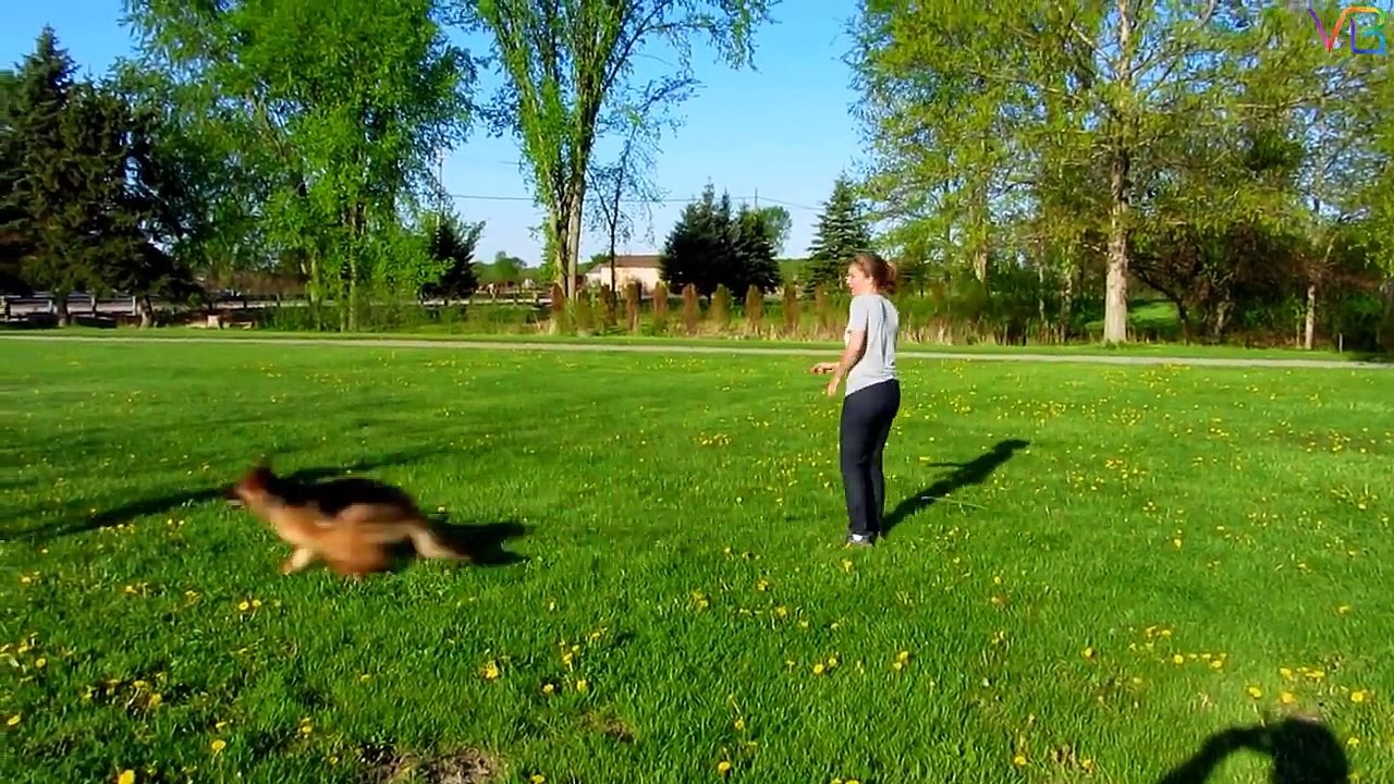 Extreme Trained & Disciplined German Shepherd Dogs