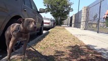 Stray Pit Bull gets hit by a car.  Luckily, someone called Hope For Paws to help.