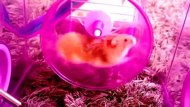 Video de HAMSTERS para niños. Han nacido 3 crias en casa. Evolución desde 1 día a 20 días