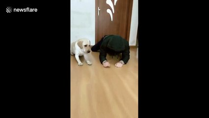 Ingenious dog mimics her owner's actions
