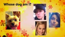 Do People Actually Look Like Their Dogs?