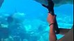 Ce dauphin s'amuse avec la prothèse de main d'une touriste