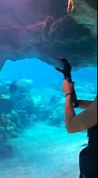 Ce dauphin s'amuse avec la prothèse de main d'une touriste